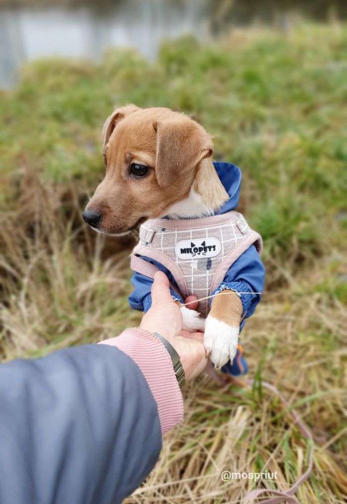 СОБАКА ПУГОВКА  из приюта Щербинка для бездомных животных, Москва и Московская область | mospriut