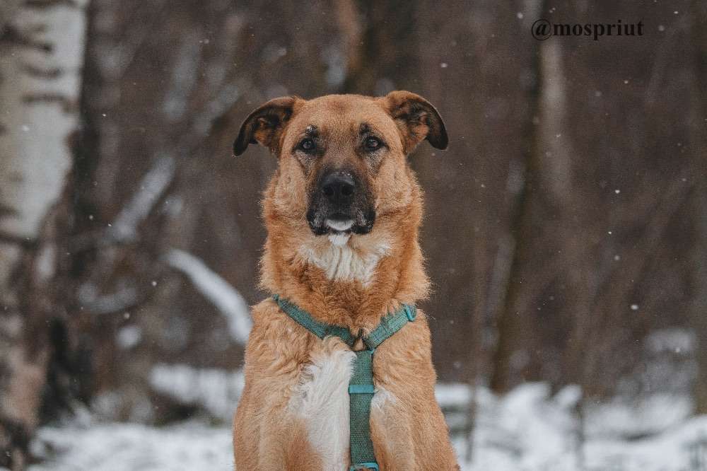 СОБАКА ТИЛЛЬ  из приюта Красная сосна для бездомных животных, Москва и Московская область | mospriut