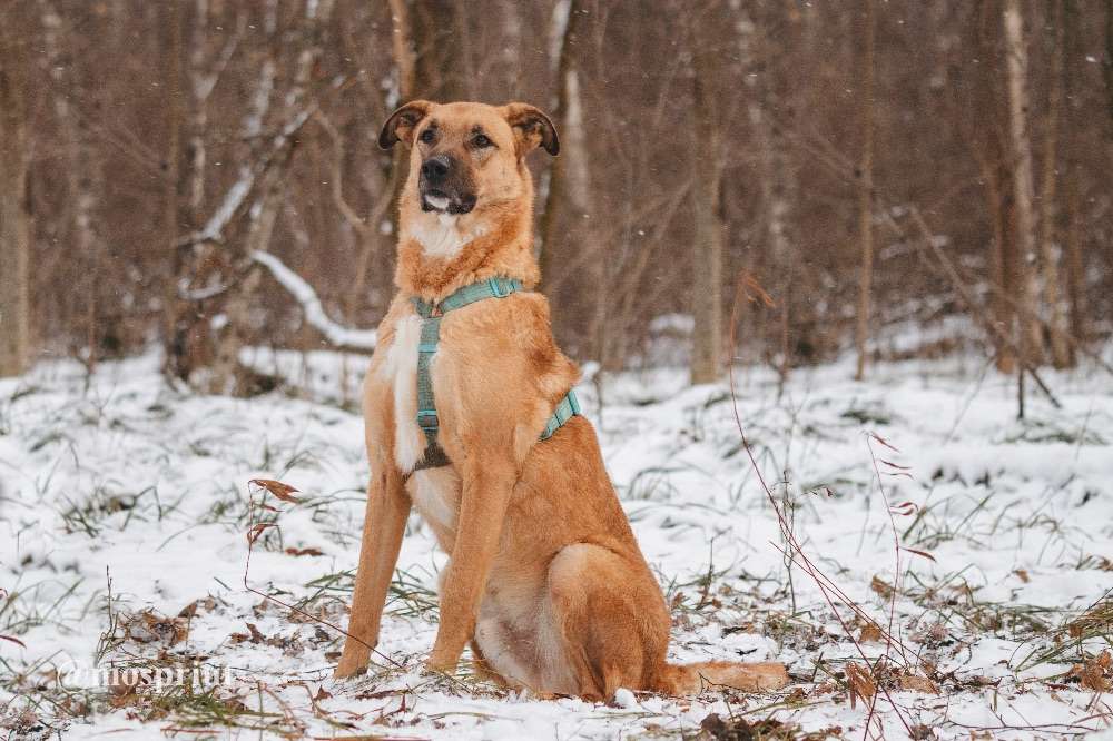 СОБАКА ТИЛЛЬ  из приюта Красная сосна для бездомных животных, Москва и Московская область | mospriut