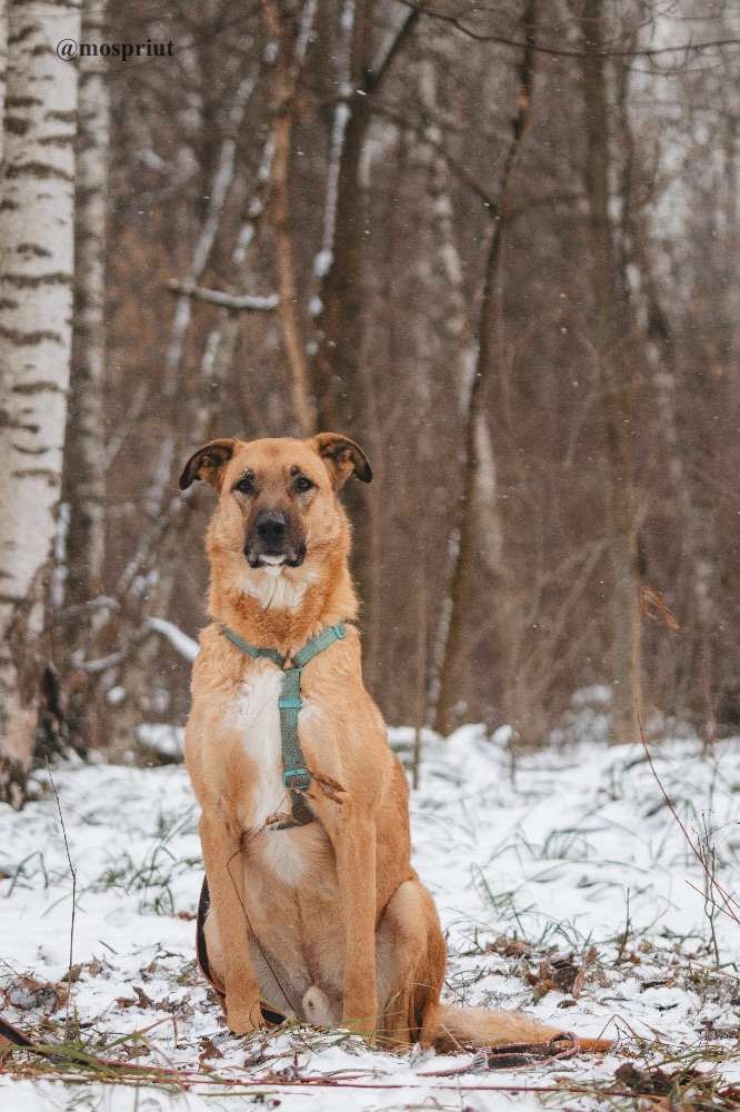 СОБАКА ТИЛЛЬ  из приюта Красная сосна для бездомных животных, Москва и Московская область | mospriut