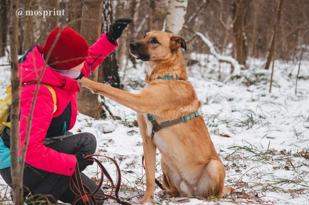 СОБАКА ТИЛЛЬ  из приюта Красная сосна для бездомных животных, Москва и Московская область | mospriut