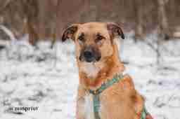 Приют для бездомных животных в Москве и Московской области | Взять собаку или кошку из приюта - mospriut