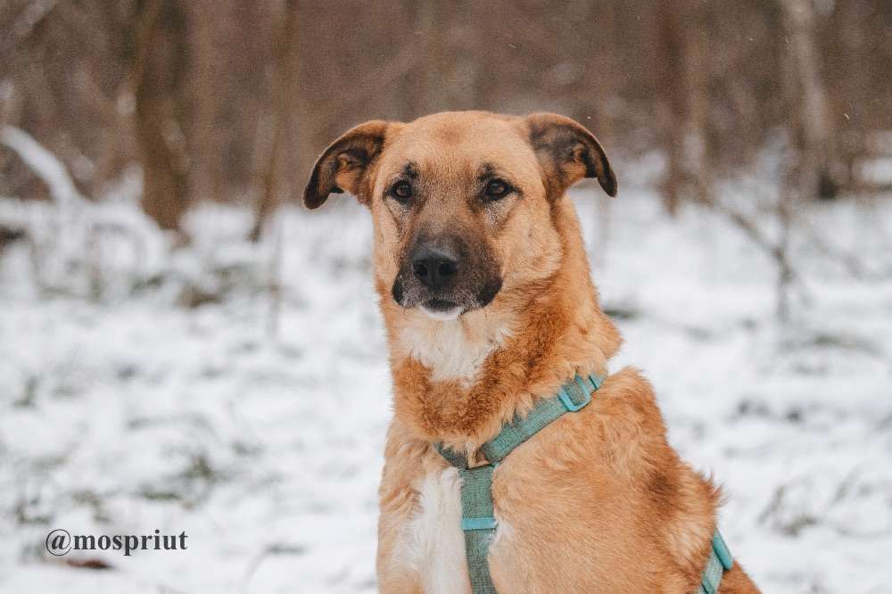 СОБАКА ТИЛЛЬ  из приюта Красная сосна для бездомных животных, Москва и Московская область | mospriut
