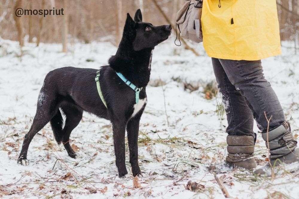 СОБАКА ИВЕТТА  из приюта Красная сосна для бездомных животных, Москва и Московская область | mospriut
