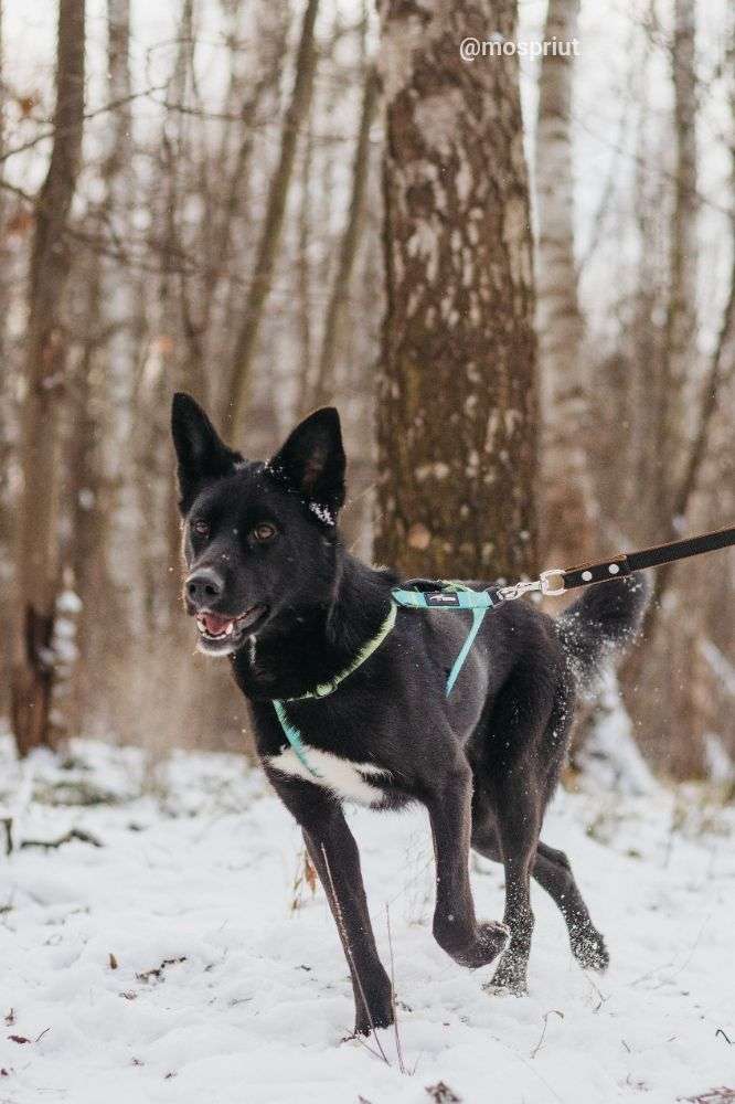 СОБАКА ИВЕТТА  из приюта Красная сосна для бездомных животных, Москва и Московская область | mospriut