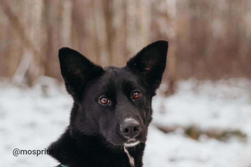 СОБАКА ИВЕТТА  из приюта Красная сосна для бездомных животных, Москва и Московская область | mospriut