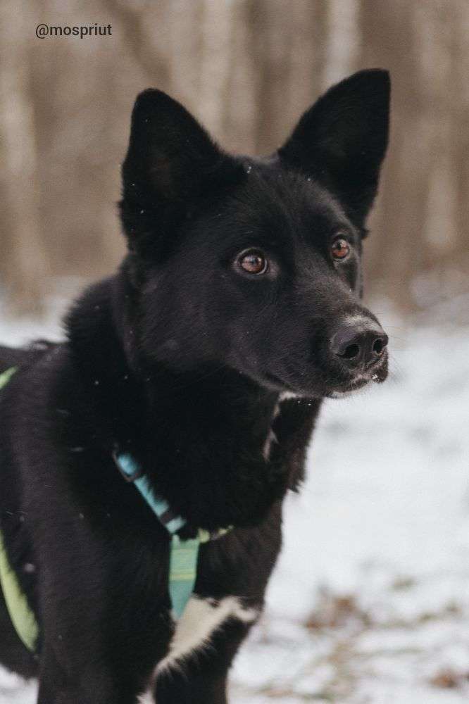 СОБАКА ИВЕТТА  из приюта Красная сосна для бездомных животных, Москва и Московская область | mospriut