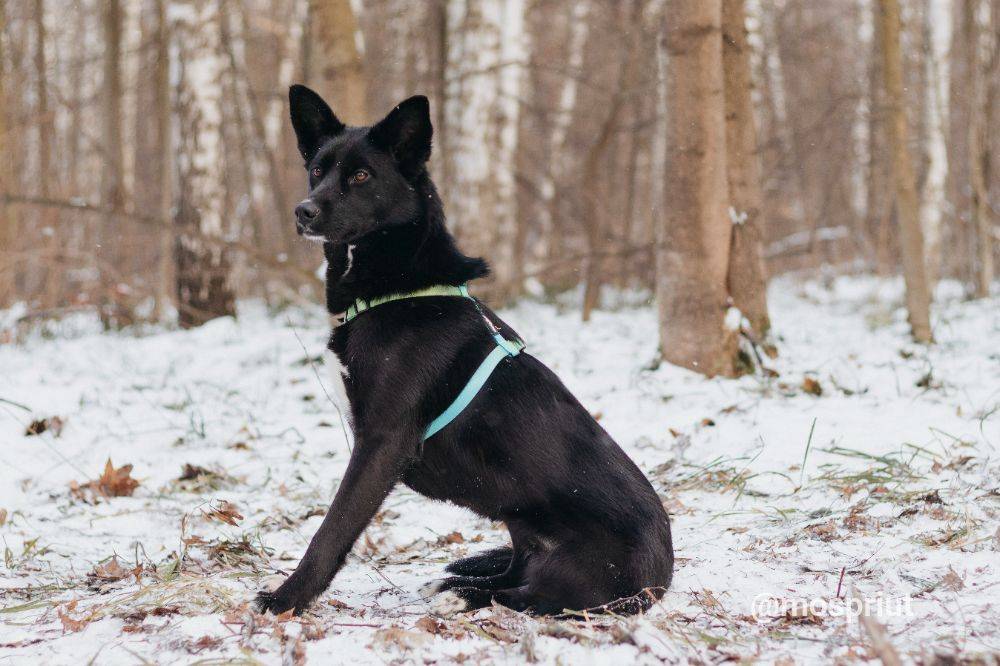 собака Иветта  приюта для бездомных животных