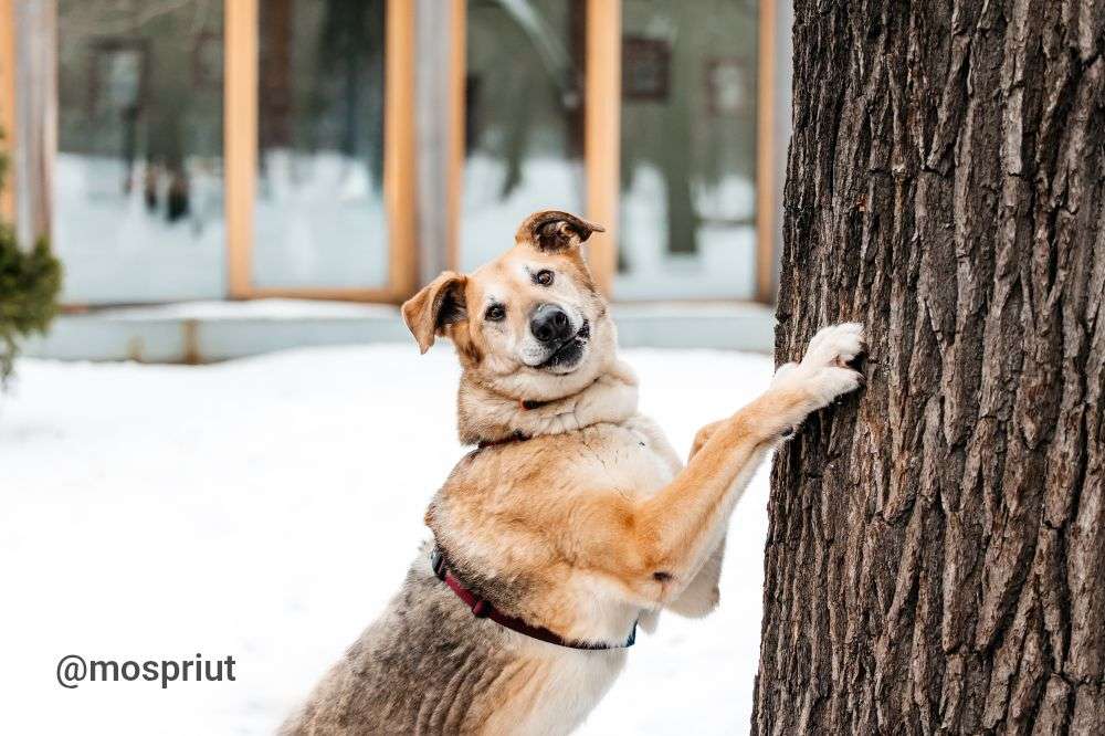 СОБАКА ДЖОЙ   из приюта Дубовая Роща для бездомных животных, Москва и Московская область | mospriut