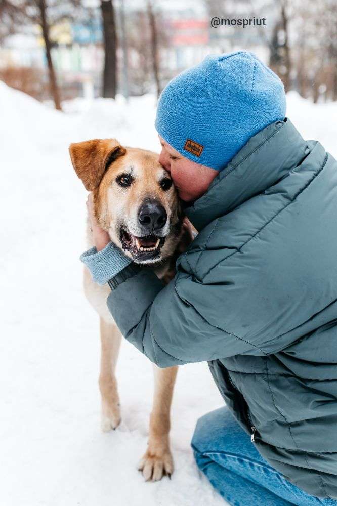 СОБАКА ДЖОЙ   из приюта Дубовая Роща для бездомных животных, Москва и Московская область | mospriut