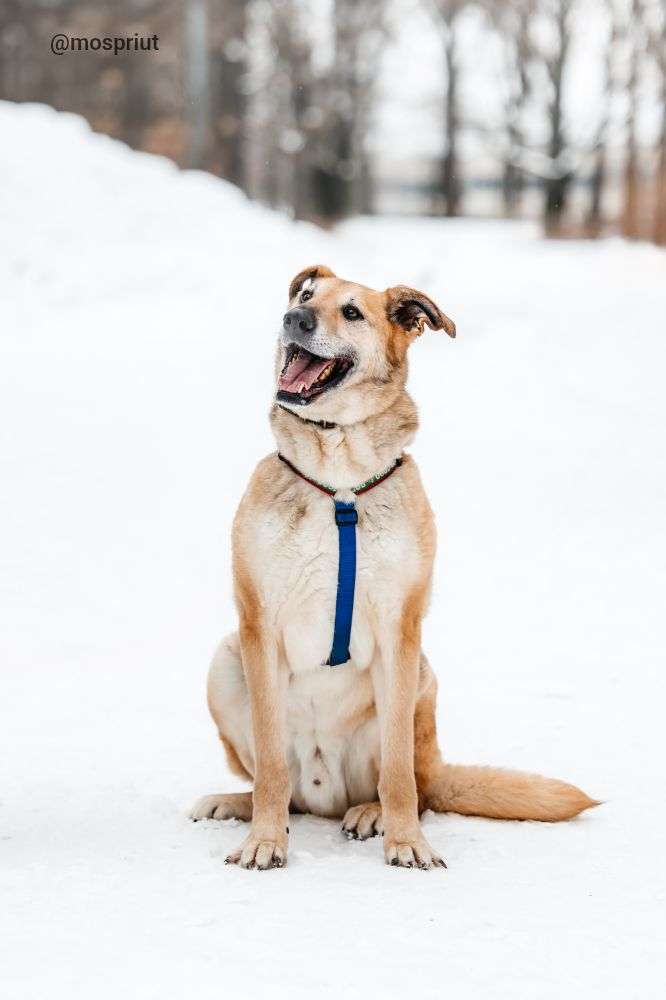 СОБАКА ДЖОЙ   из приюта Дубовая Роща для бездомных животных, Москва и Московская область | mospriut