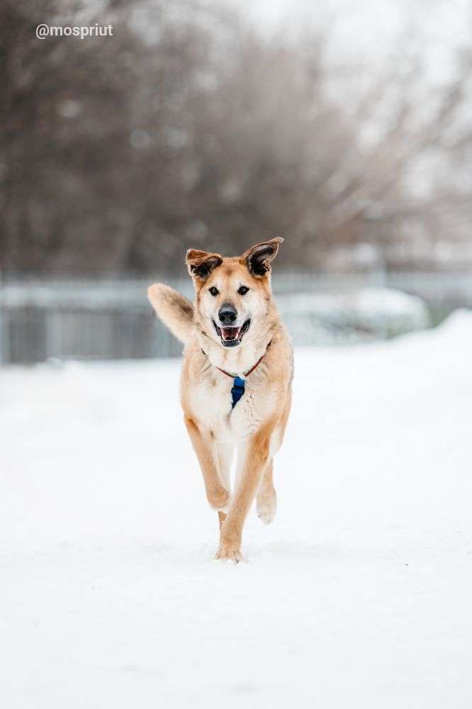СОБАКА ДЖОЙ   из приюта Дубовая Роща для бездомных животных, Москва и Московская область | mospriut