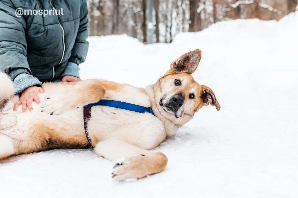 СОБАКА ДЖОЙ   из приюта Дубовая Роща для бездомных животных, Москва и Московская область | mospriut