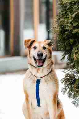 Приют для бездомных животных в Москве и Московской области | Взять собаку или кошку из приюта - mospriut