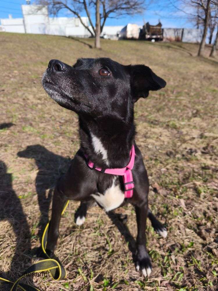 СОБАКА МАРИШКА  из приюта Щербинка для бездомных животных, Москва и Московская область | mospriut