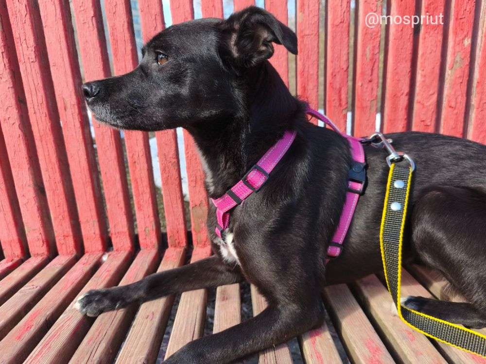 СОБАКА МАРИШКА  из приюта Щербинка для бездомных животных, Москва и Московская область | mospriut