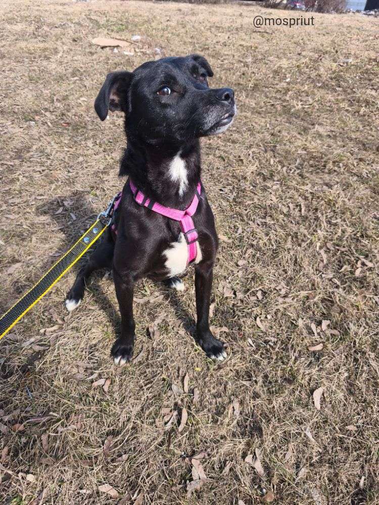 СОБАКА МАРИШКА  из приюта Щербинка для бездомных животных, Москва и Московская область | mospriut