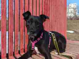 Приют для бездомных животных в Москве и Московской области | Взять собаку или кошку из приюта - mospriut