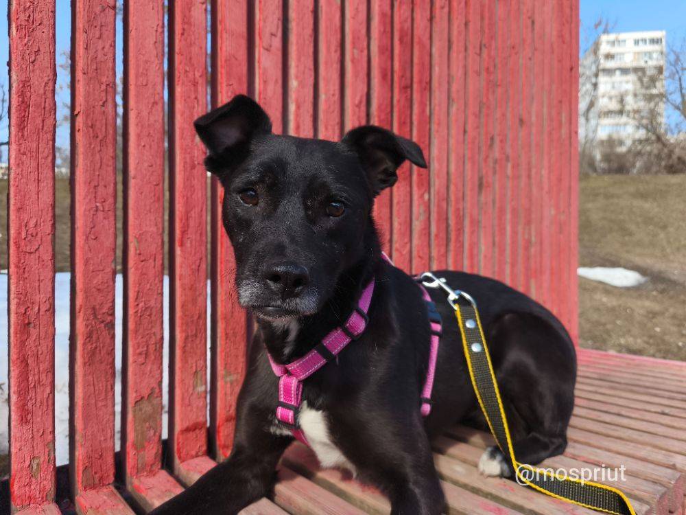 собака Маришка  из приюта «Щербинка» для бездомных животных (собаки), Москва и Московская область