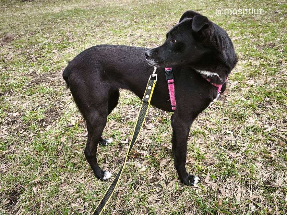 СОБАКА МАРИШКА  из приюта Щербинка для бездомных животных, Москва и Московская область | mospriut