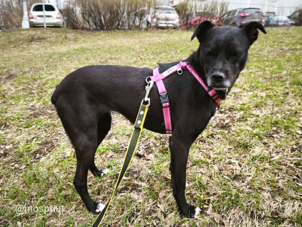 СОБАКА МАРИШКА  из приюта Щербинка для бездомных животных, Москва и Московская область | mospriut