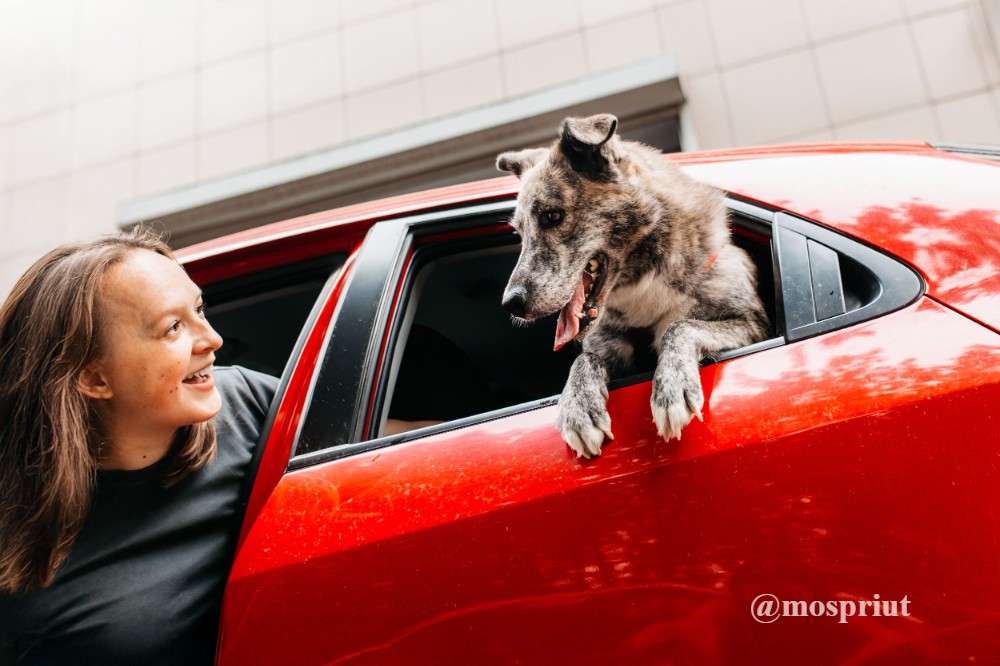 СОБАКА ВЕРБА  из приюта Дубовая Роща для бездомных животных, Москва и Московская область | mospriut