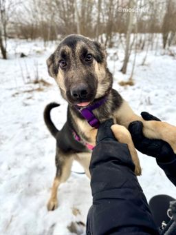 собака Лиза из приюта ищет дом