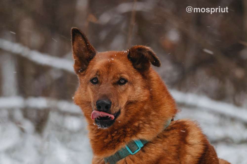 СОБАКА ЛЮМУС  из приюта Красная сосна для бездомных животных, Москва и Московская область | mospriut