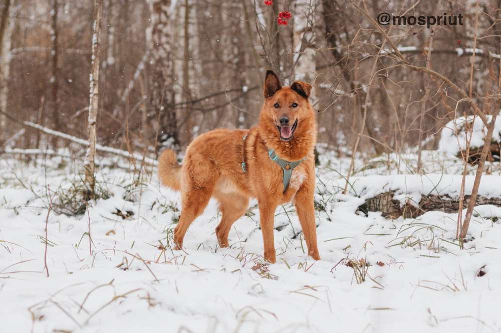 СОБАКА ЛЮМУС  из приюта Красная сосна для бездомных животных, Москва и Московская область | mospriut