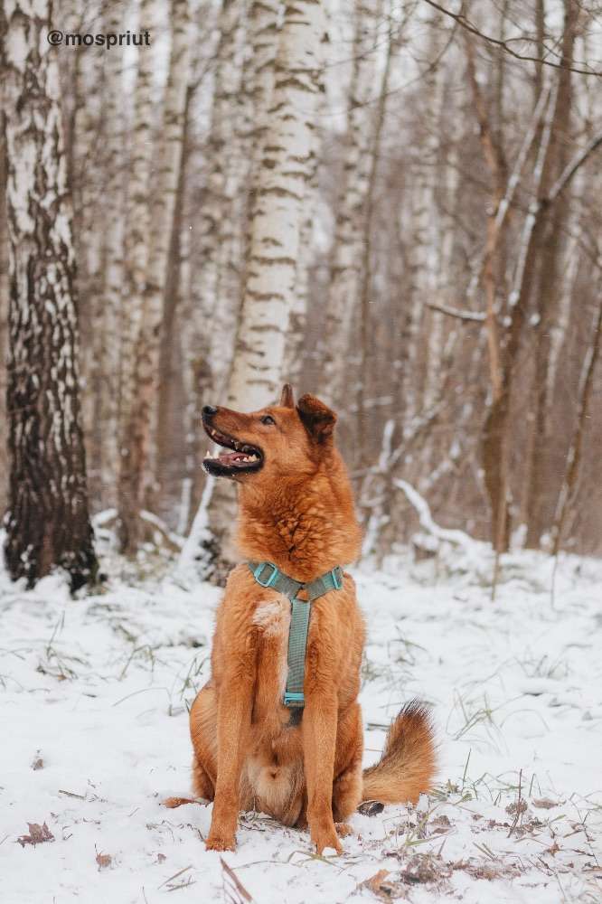 СОБАКА ЛЮМУС  из приюта Красная сосна для бездомных животных, Москва и Московская область | mospriut