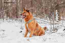 Приют для бездомных животных в Москве и Московской области | Взять собаку или кошку из приюта - mospriut
