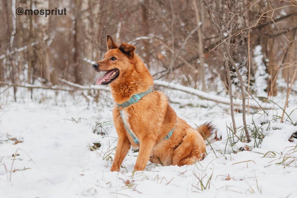 собака Люмус  приюта для бездомных животных