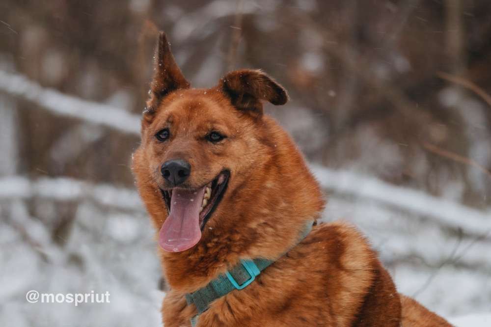 СОБАКА ЛЮМУС  из приюта Красная сосна для бездомных животных, Москва и Московская область | mospriut
