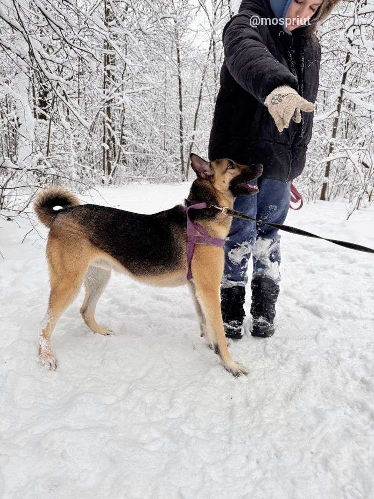 СОБАКА ЛЁЛИК   из приюта Щербинка для бездомных животных, Москва и Московская область | mospriut