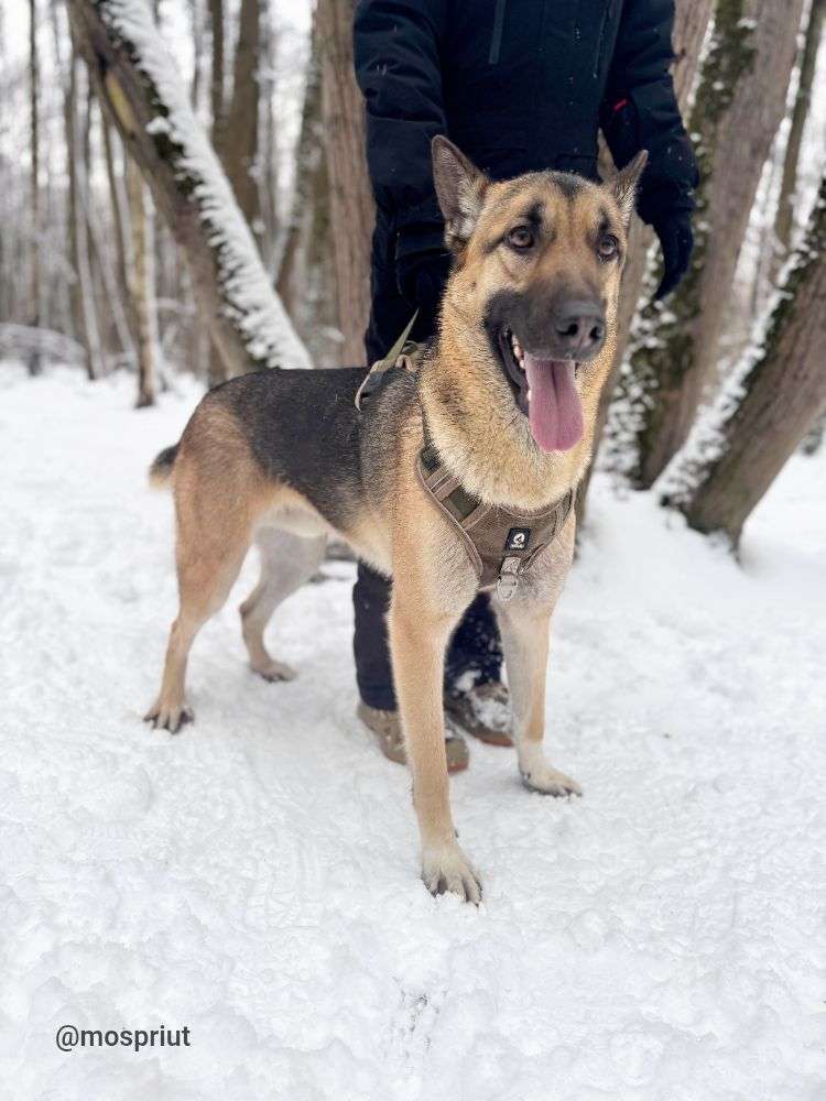 СОБАКА ЛЁЛИК   из приюта Щербинка для бездомных животных, Москва и Московская область | mospriut