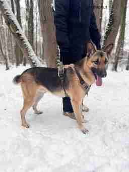Приют для бездомных животных в Москве и Московской области | Взять собаку или кошку из приюта - mospriut