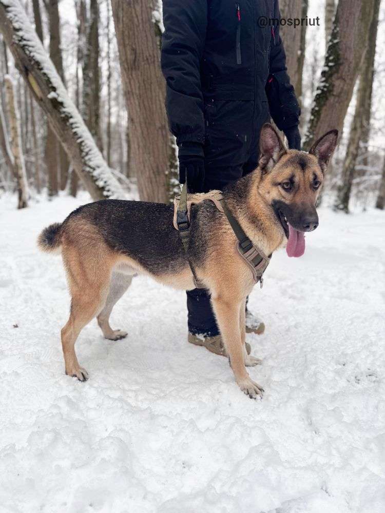 СОБАКА ЛЁЛИК   из приюта Щербинка для бездомных животных, Москва и Московская область | mospriut