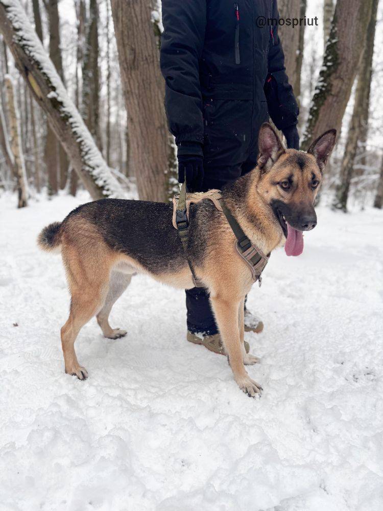 собака Лёлик   из приюта «Щербинка» для бездомных животных (собаки), Москва и Московская область