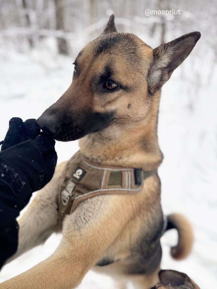 СОБАКА ЛЁЛИК   из приюта Щербинка для бездомных животных, Москва и Московская область | mospriut