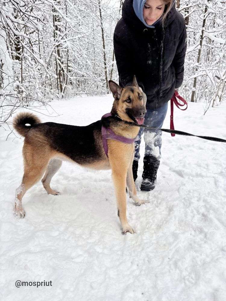 СОБАКА ЛЁЛИК   из приюта Щербинка для бездомных животных, Москва и Московская область | mospriut