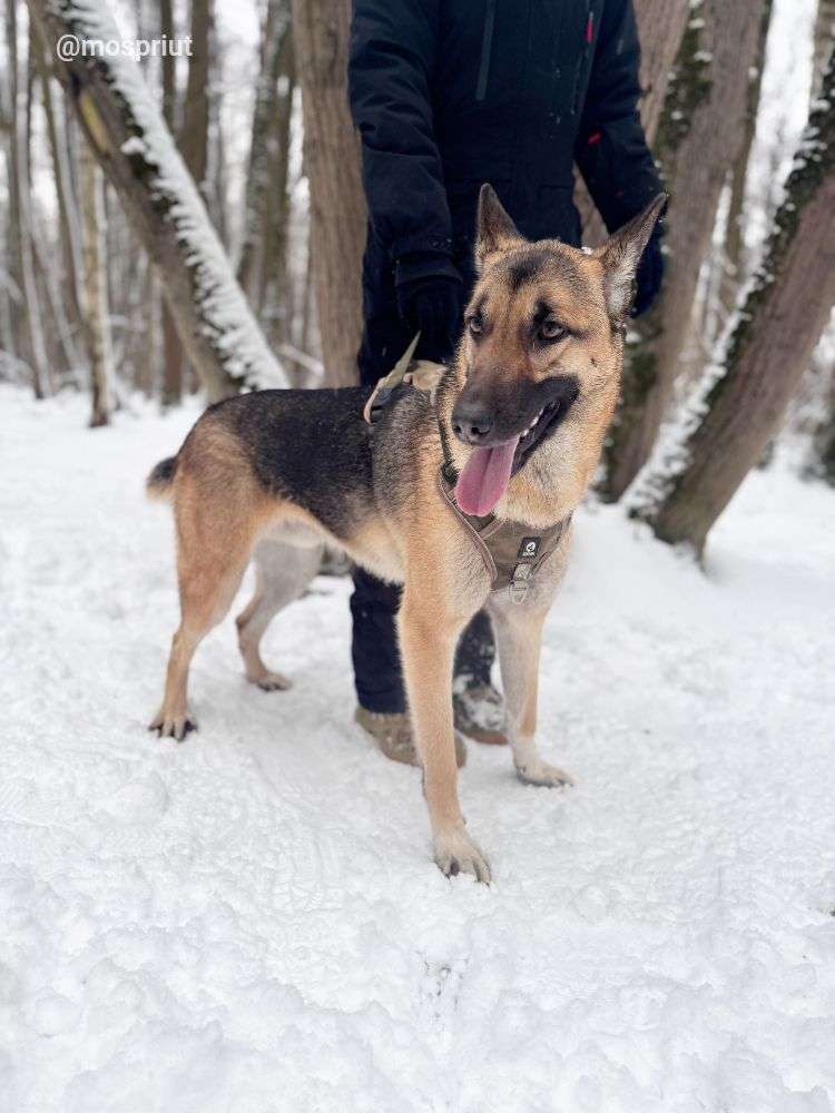 СОБАКА ЛЁЛИК   из приюта Щербинка для бездомных животных, Москва и Московская область | mospriut