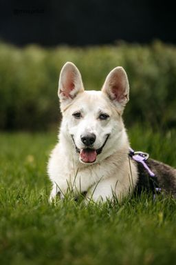 собака Марко из приюта ищет дом