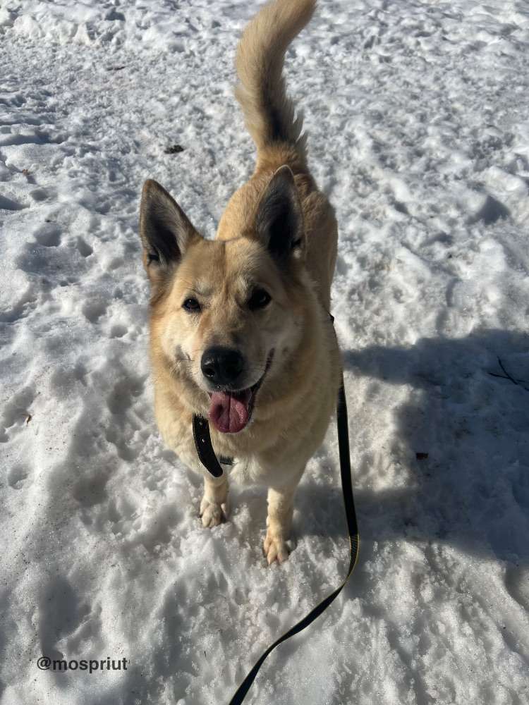 СОБАКА ПЛЮША  из приюта Щербинка для бездомных животных, Москва и Московская область | mospriut