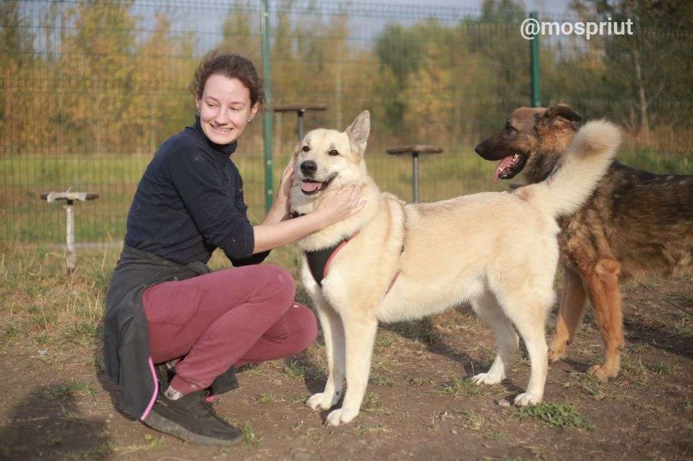 СОБАКА ПЛЮША  из приюта Щербинка для бездомных животных, Москва и Московская область | mospriut