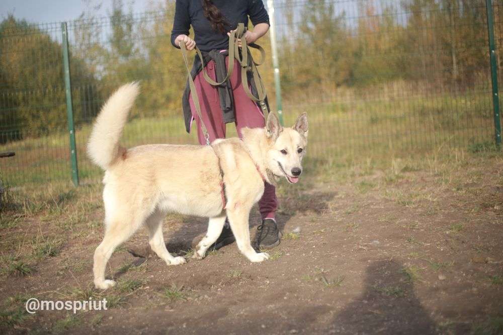 СОБАКА ПЛЮША  из приюта Щербинка для бездомных животных, Москва и Московская область | mospriut