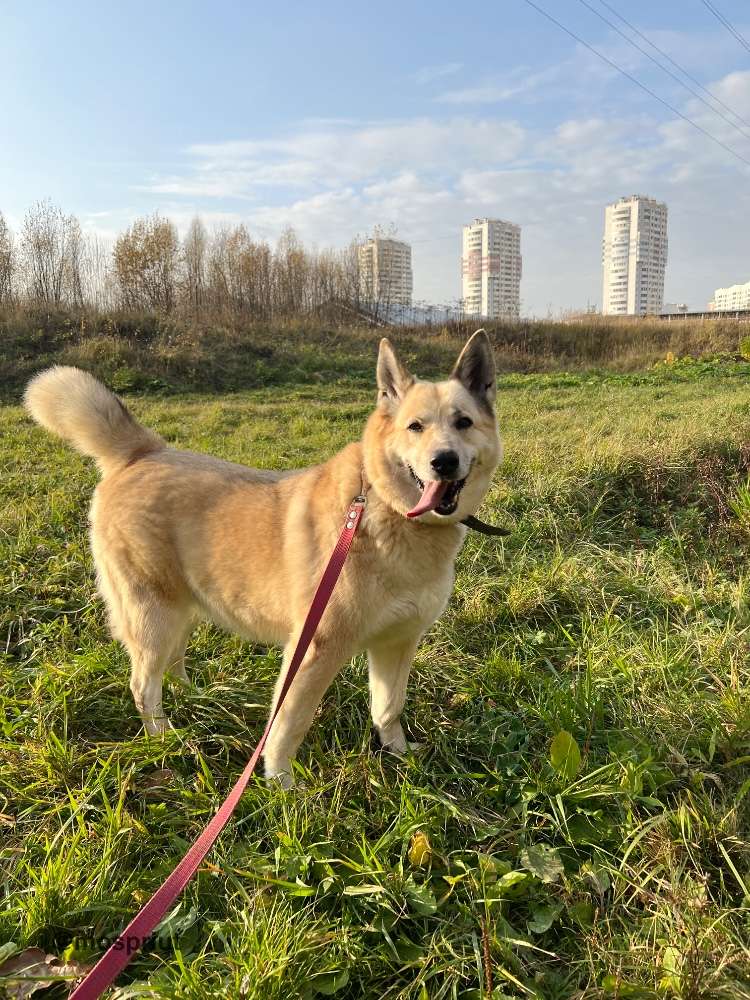 СОБАКА ПЛЮША  из приюта Щербинка для бездомных животных, Москва и Московская область | mospriut