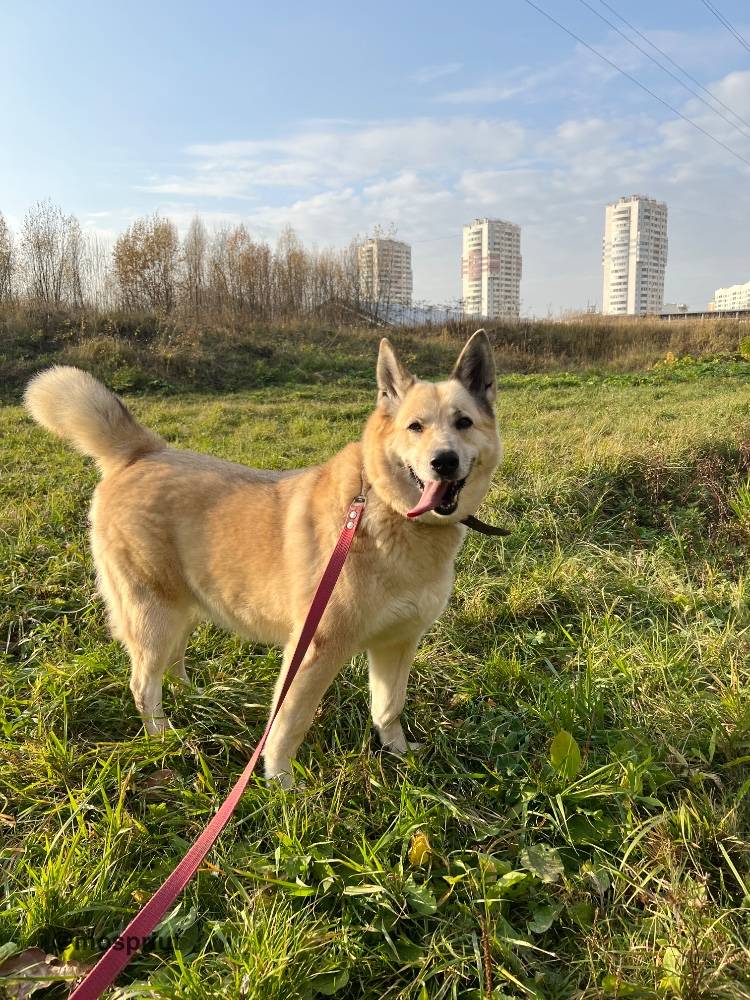 Бездомное животное Плюша из приюта