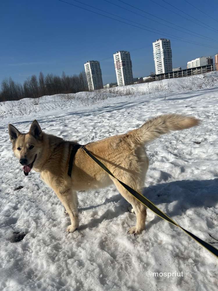 СОБАКА ПЛЮША  из приюта Щербинка для бездомных животных, Москва и Московская область | mospriut