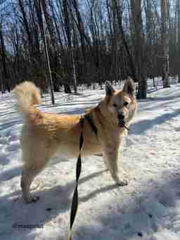 Приют для бездомных животных в Москве и Московской области | Взять собаку или кошку из приюта - mospriut