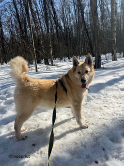 собака Плюша из приюта ищет дом